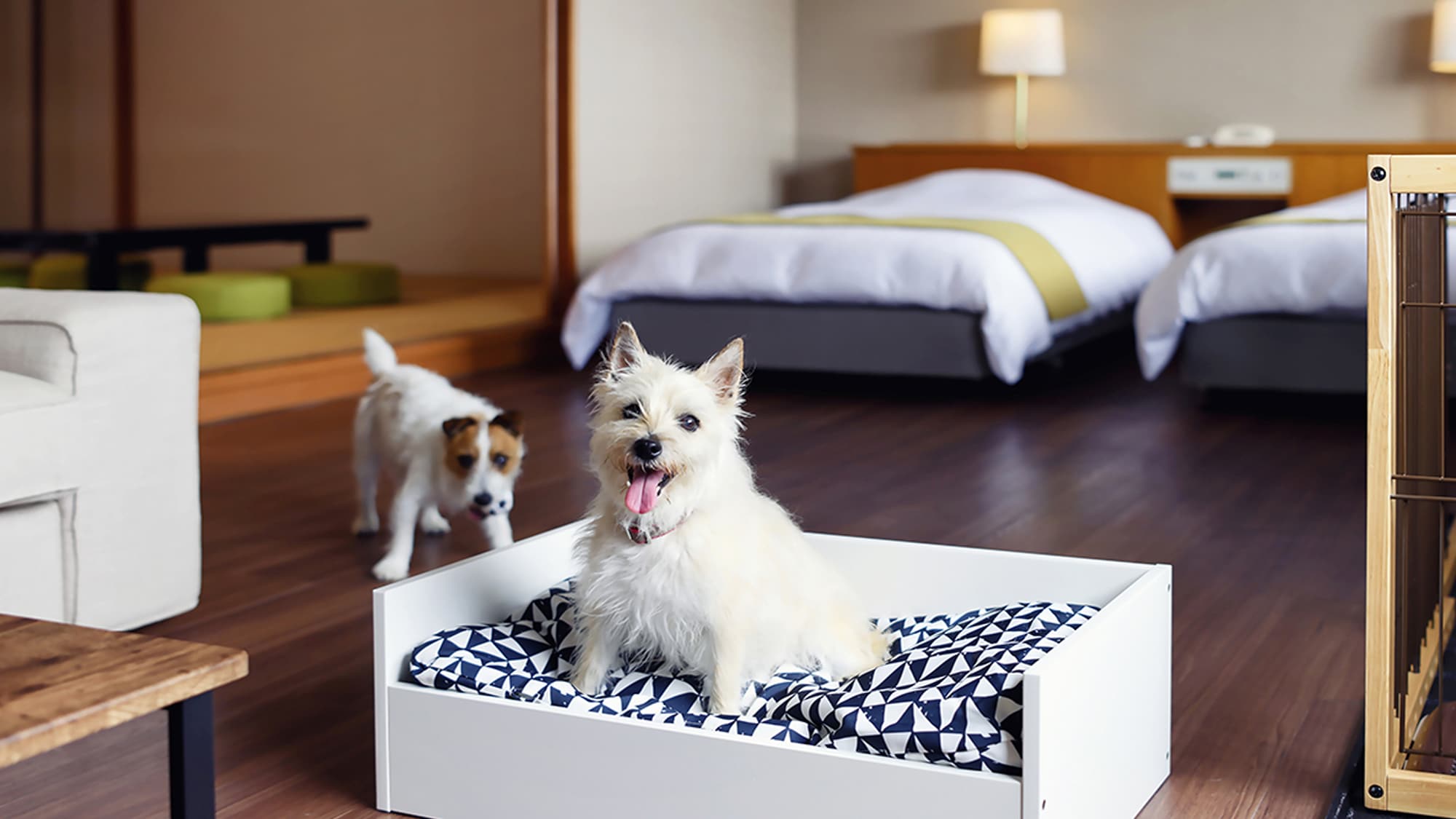 Dog Friendly (Japanese-Western style room)