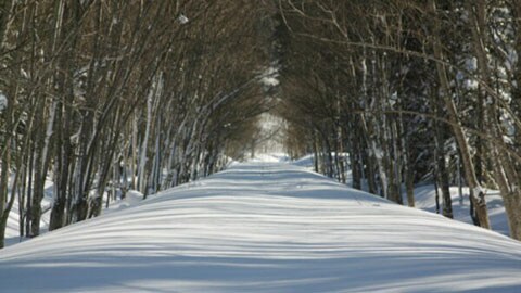 [Healing Forest] Snowy Forest Path
