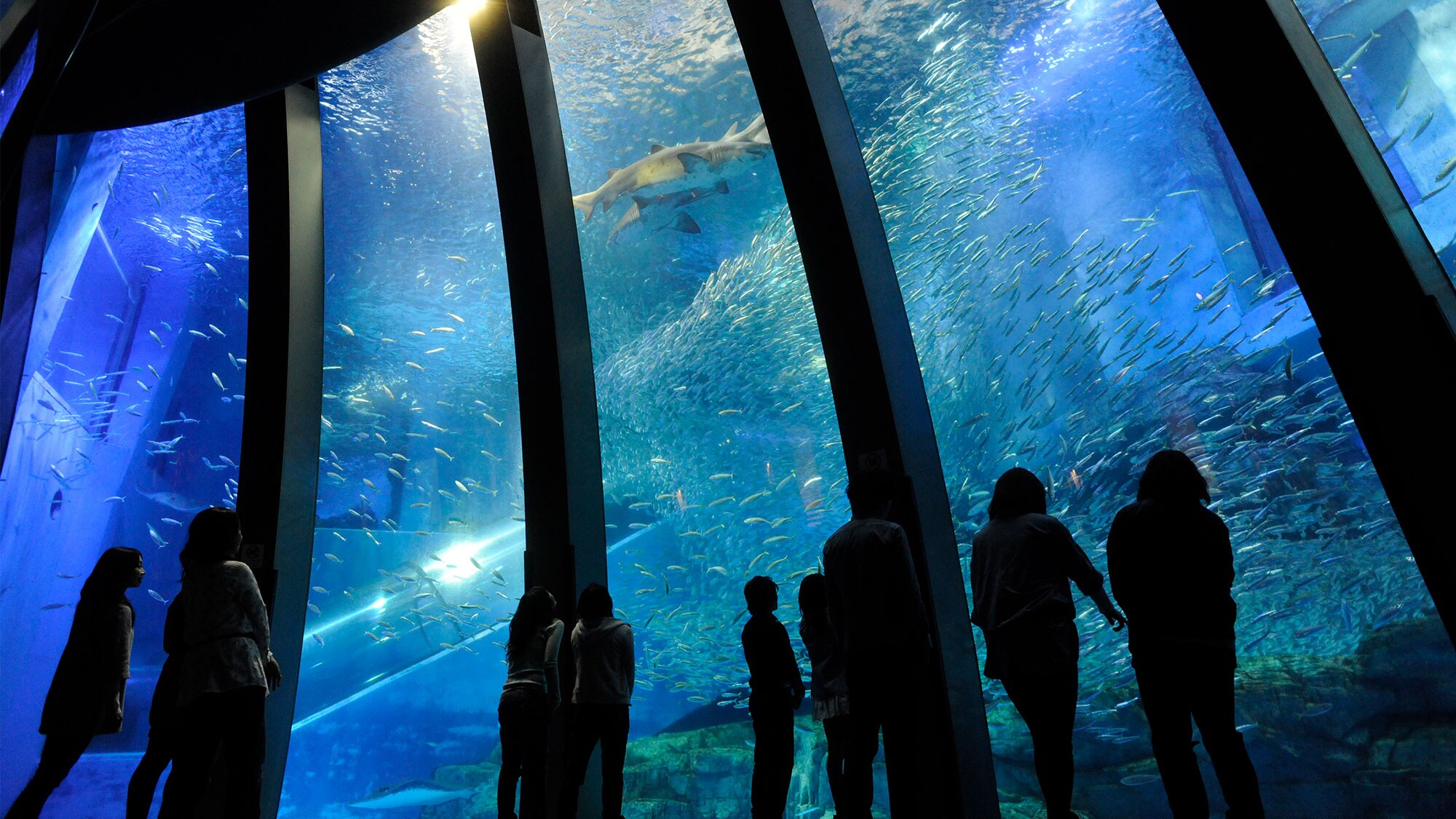 Aqua Museum