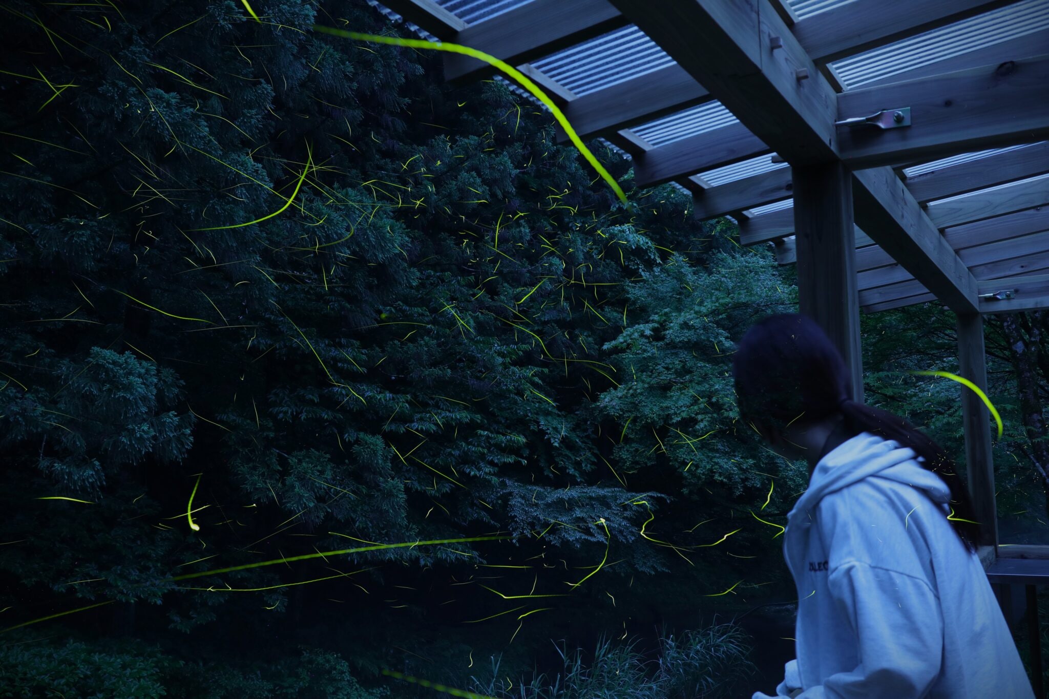 Firefly