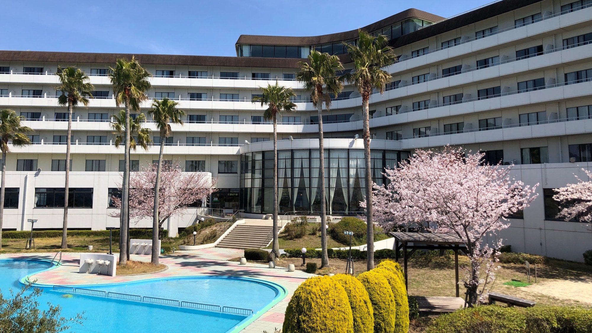 プールサイドに咲く桜