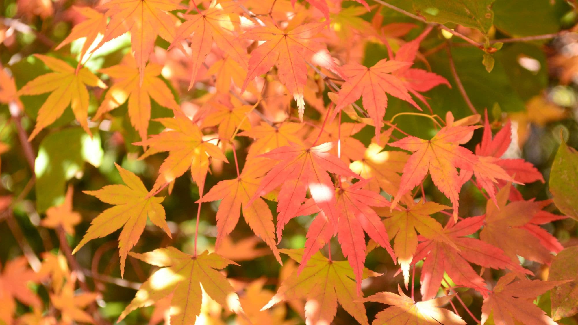 在八岳地區觀賞紅葉的最佳時間是 10 月中旬至 11 月中旬 ♪