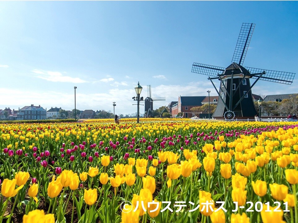 回族十博世花卉节（图）