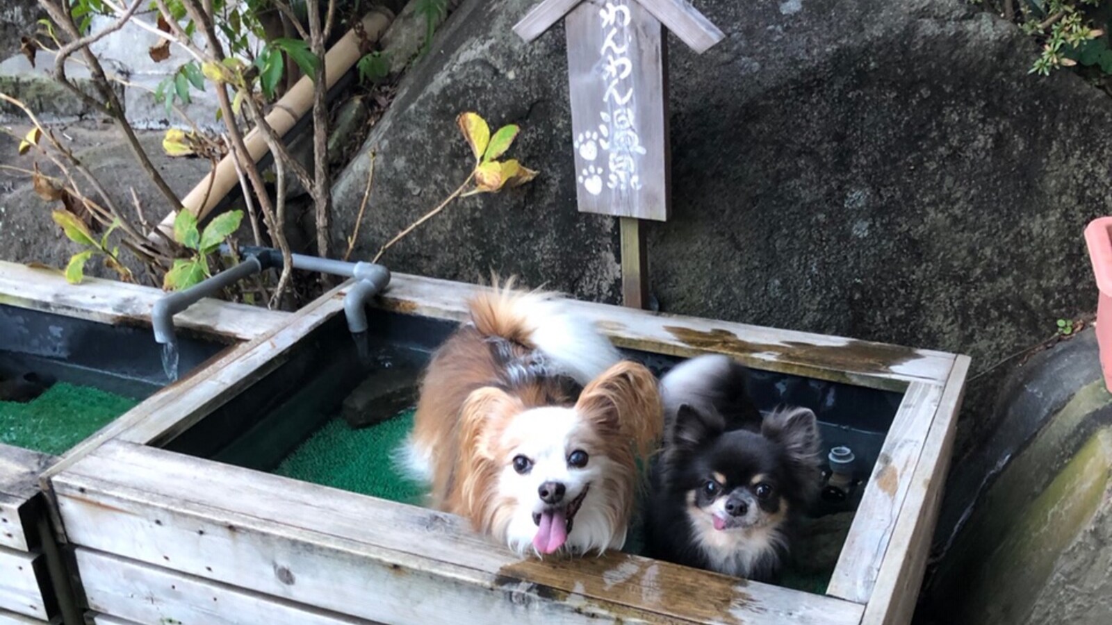 [Only for dogs: footbath] The paws in the hot springs are also glossy ♪ Towels are also installed
