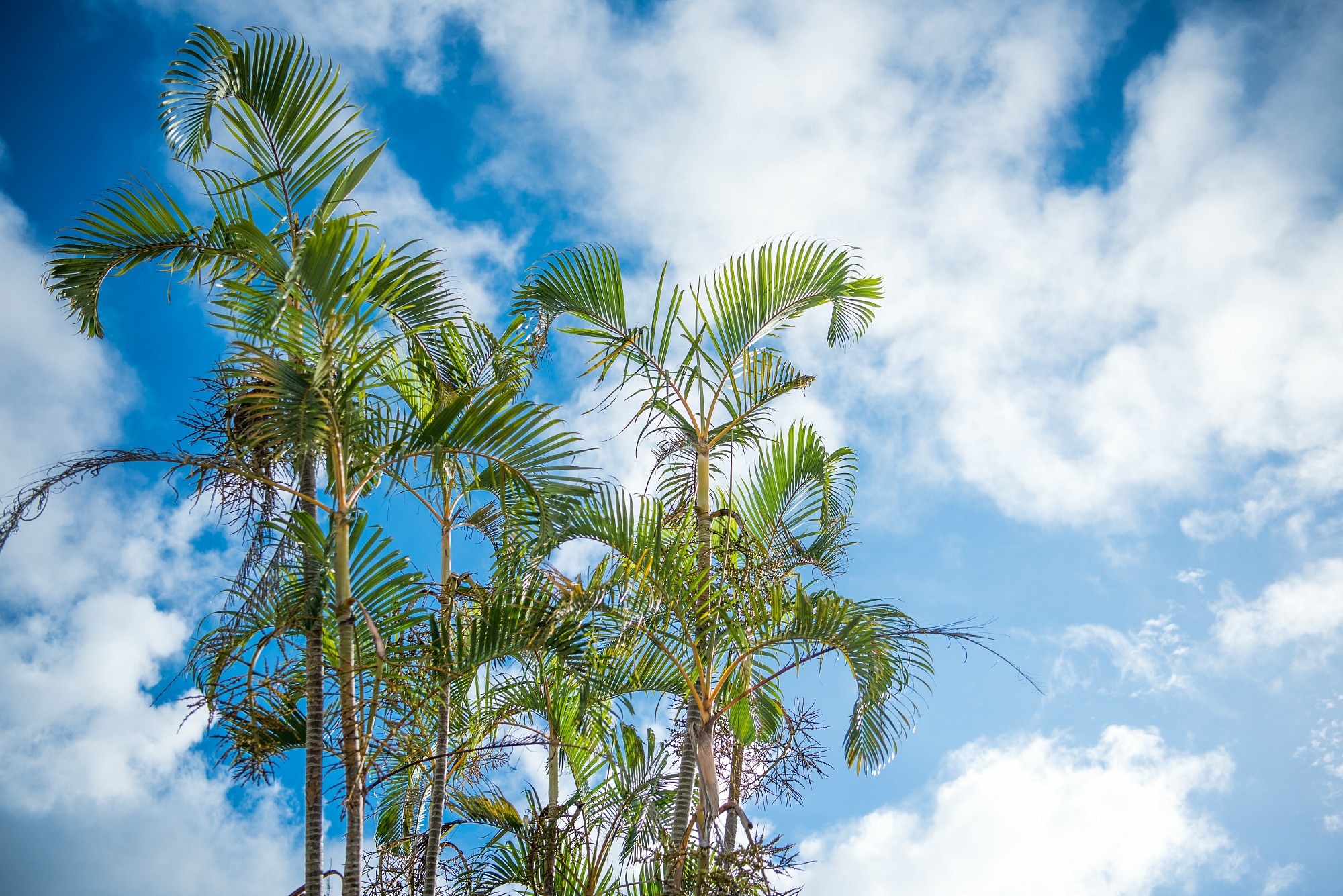 Palm tree