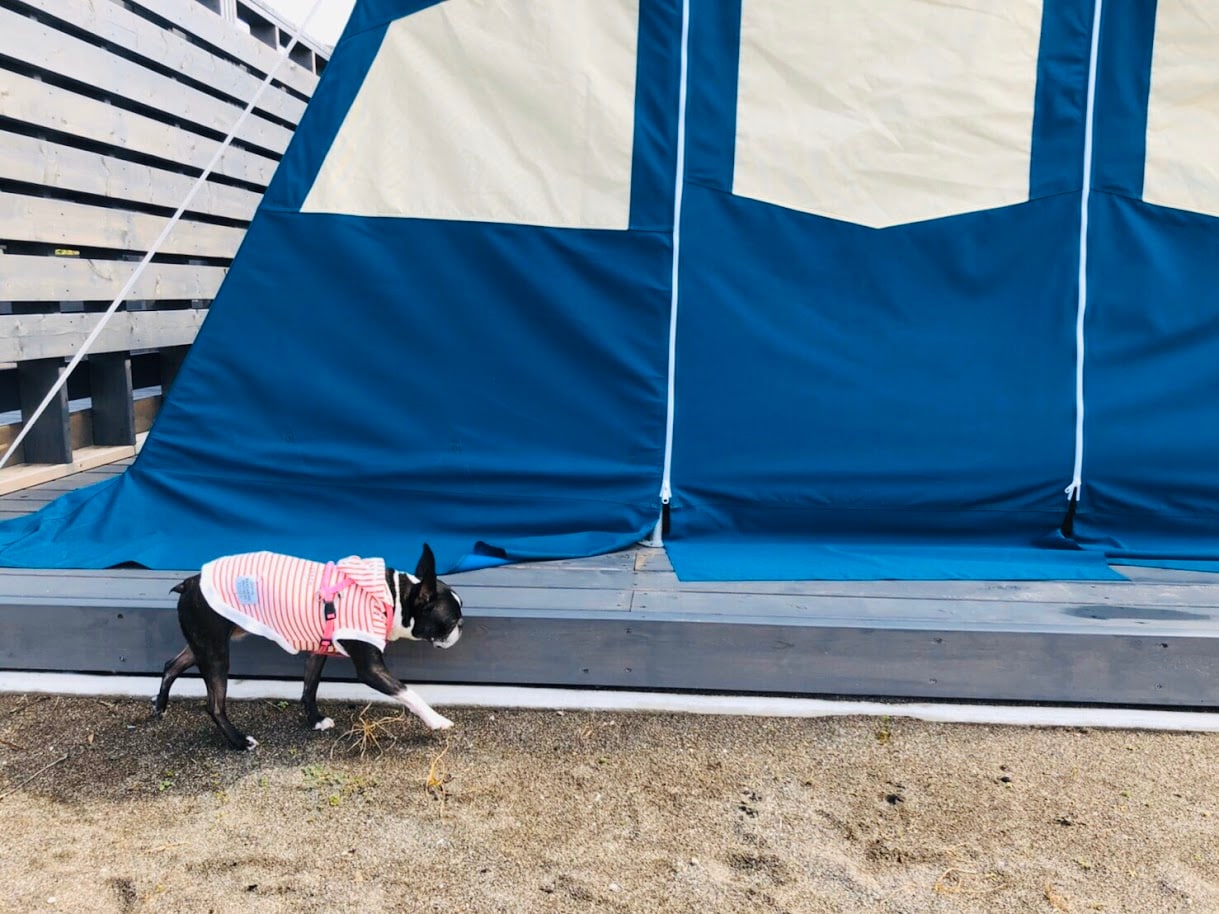 [Terbatas untuk 2 kelompok per hari] Menginaplah di tenda bersama anjing Anda!