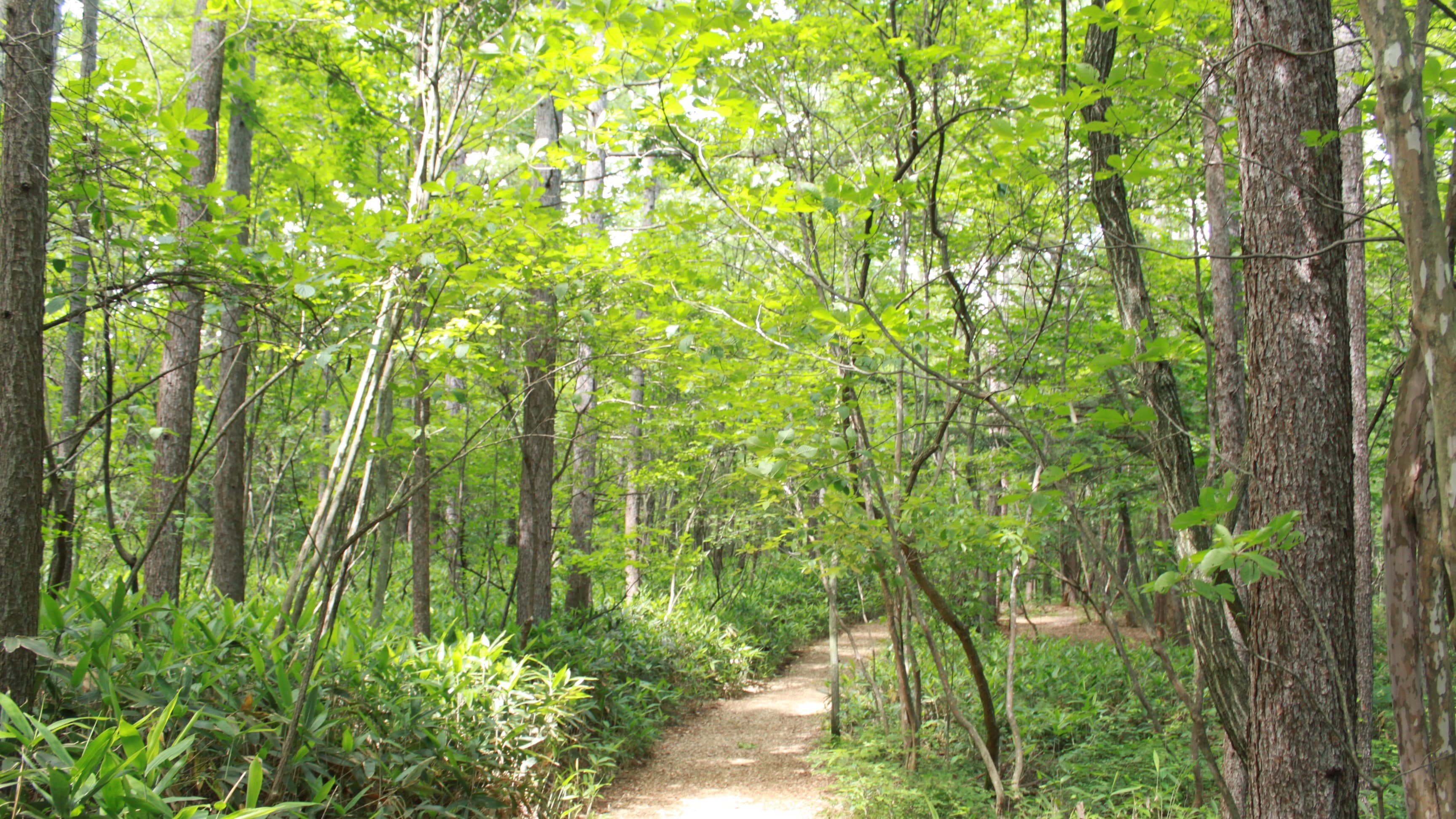 [Around the hotel / Summer nature] The deep green summer forest bathing is from late June to August.