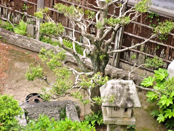 Seifuso Garden