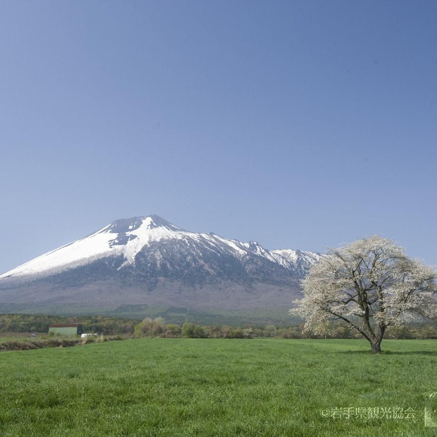 The single cherry tree of Kamibobo Makino - A famous spot in Kamibobo Makino, Hachimantai City -