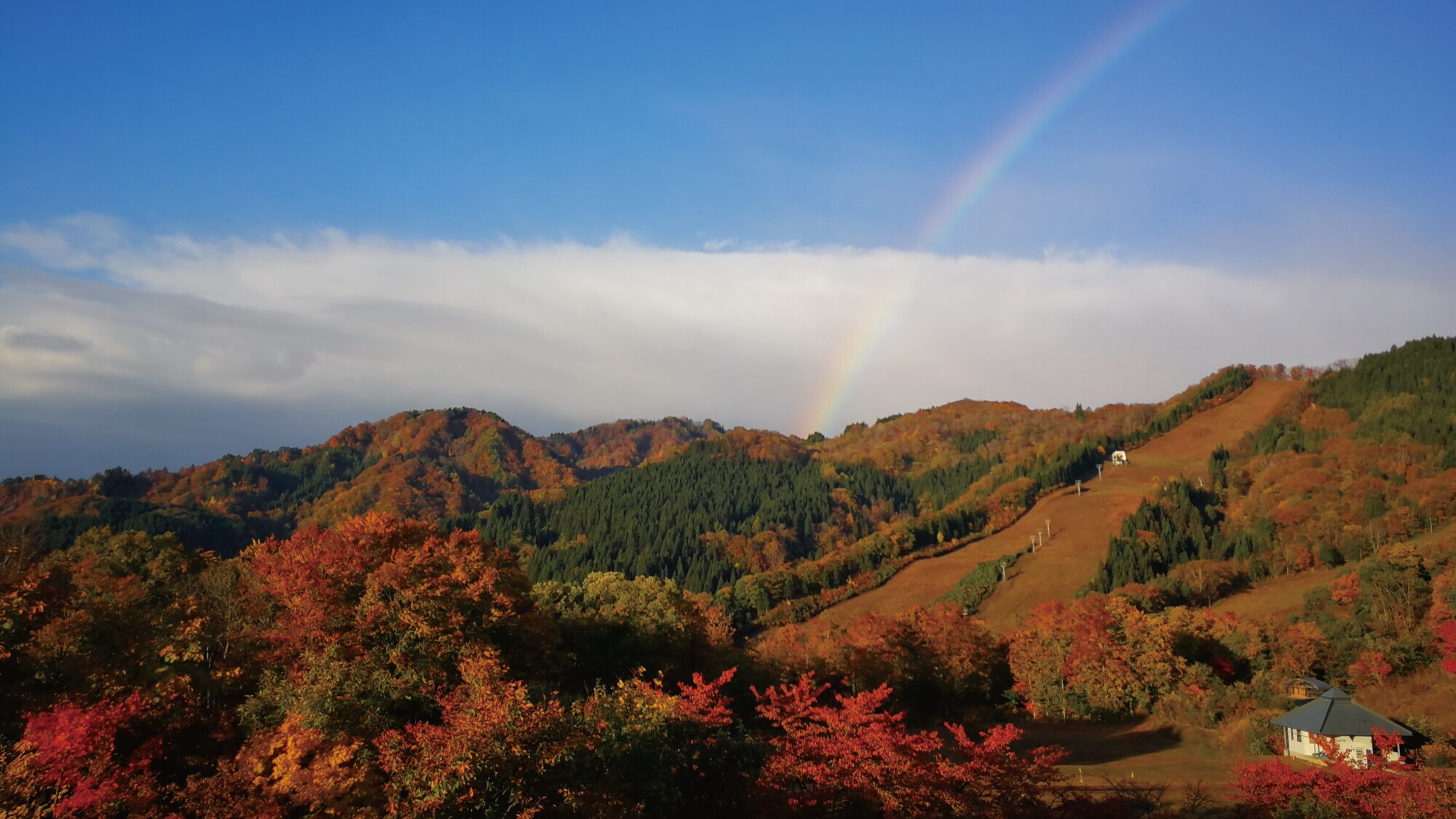 autumn leaves