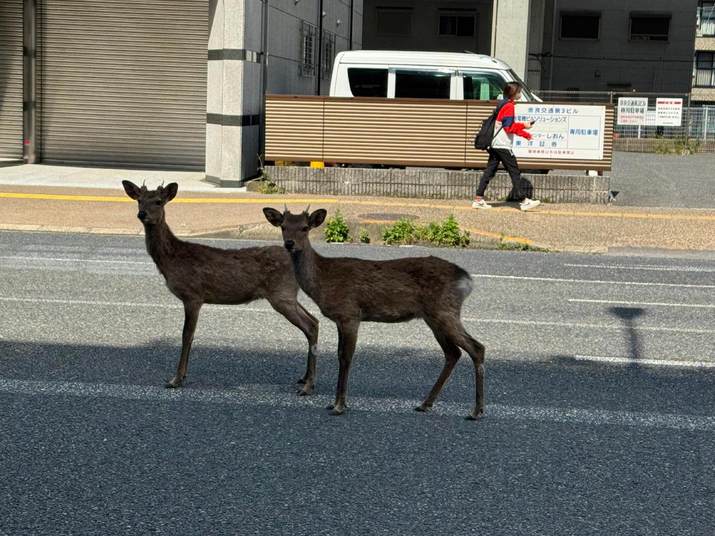 IMG_6652.jpeg