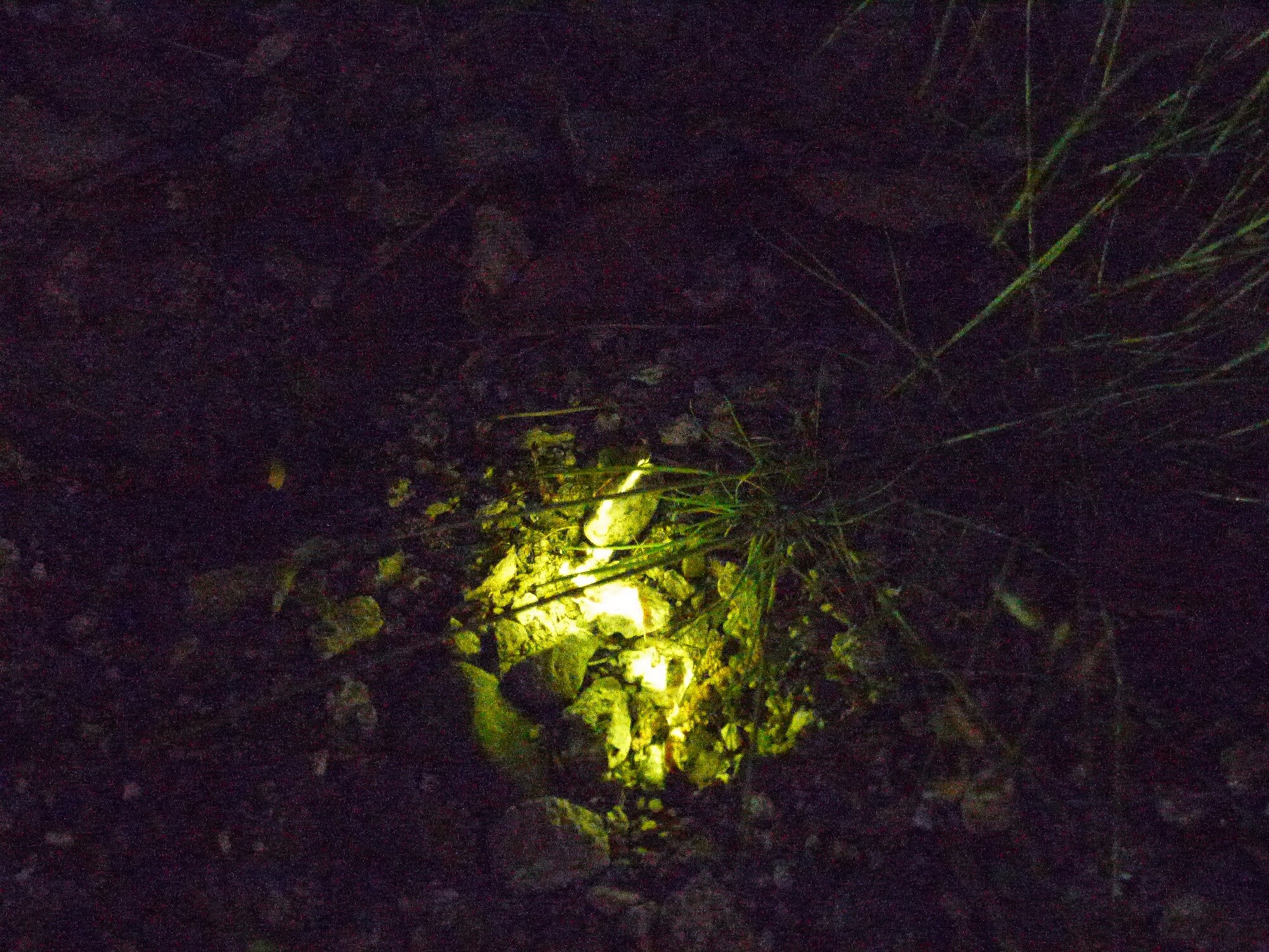 Firefly