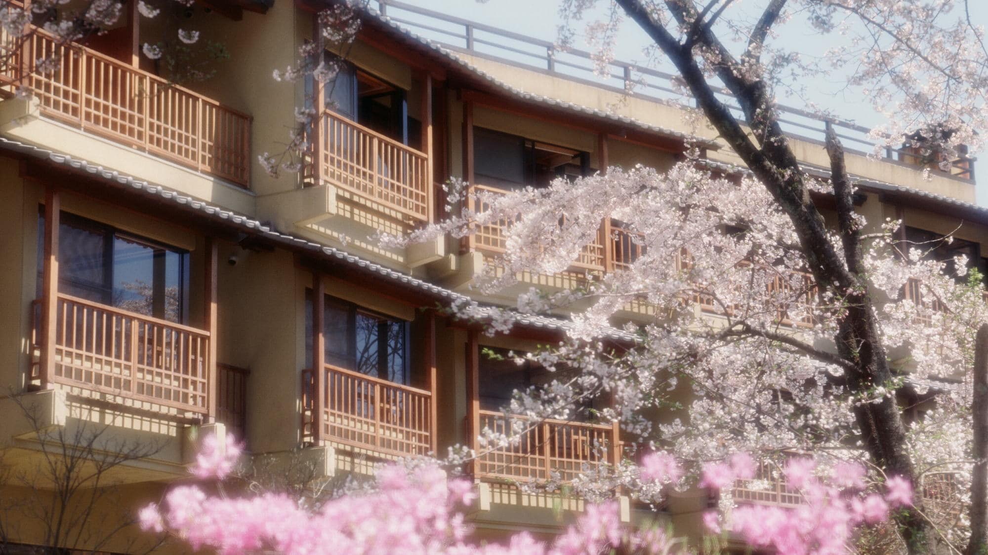Exterior (spring scenery with cherry blossoms in full bloom)