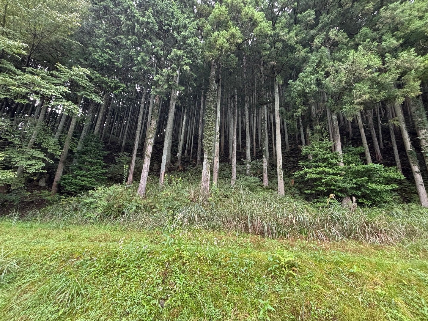 IMG_6201.jpeg