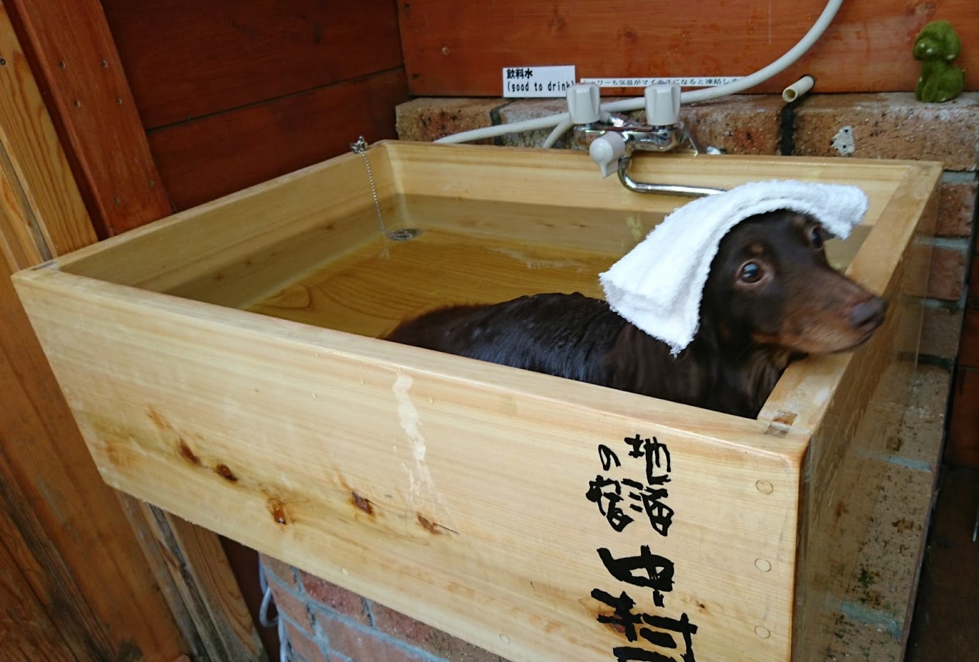Hinoki open-air bath exclusively for dogs