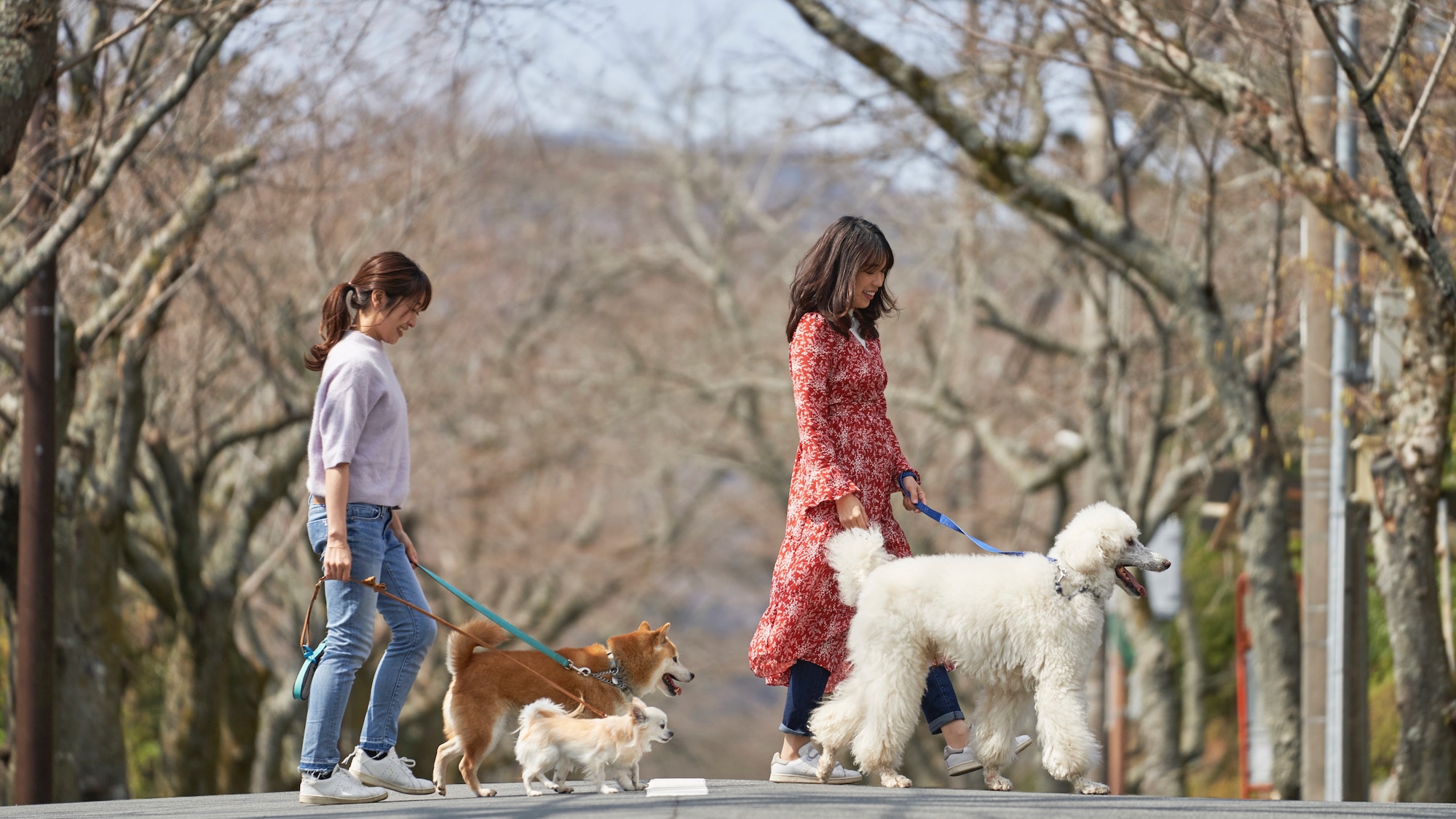 Hotel information and reservations for Pet & Spa Hotel Izu Kogen