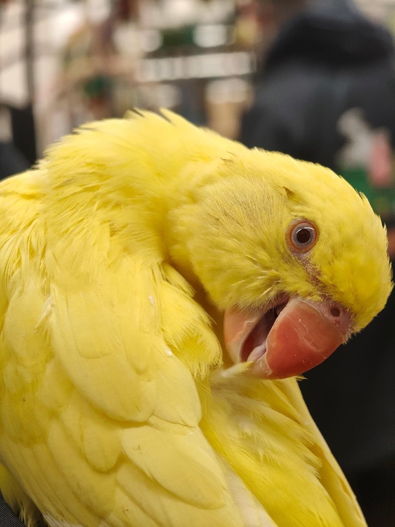 profile