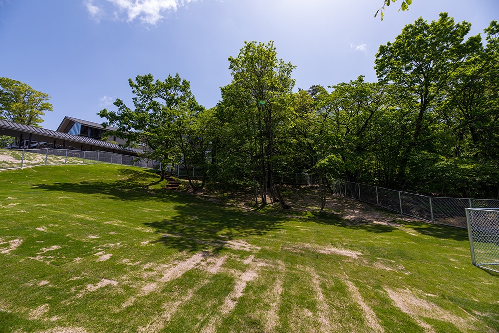 วิ่งสุนัข