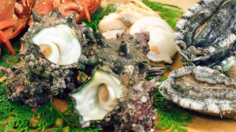 Abalone, Turban shell