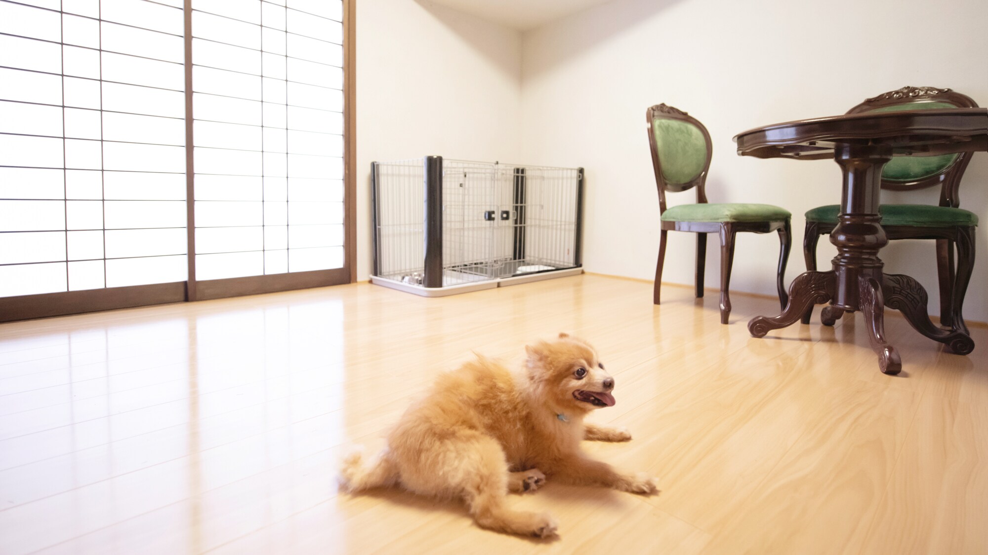 [Western-style twin room <Pets allowed>] Enjoy a relaxing time with your precious family while feeling the ocean.