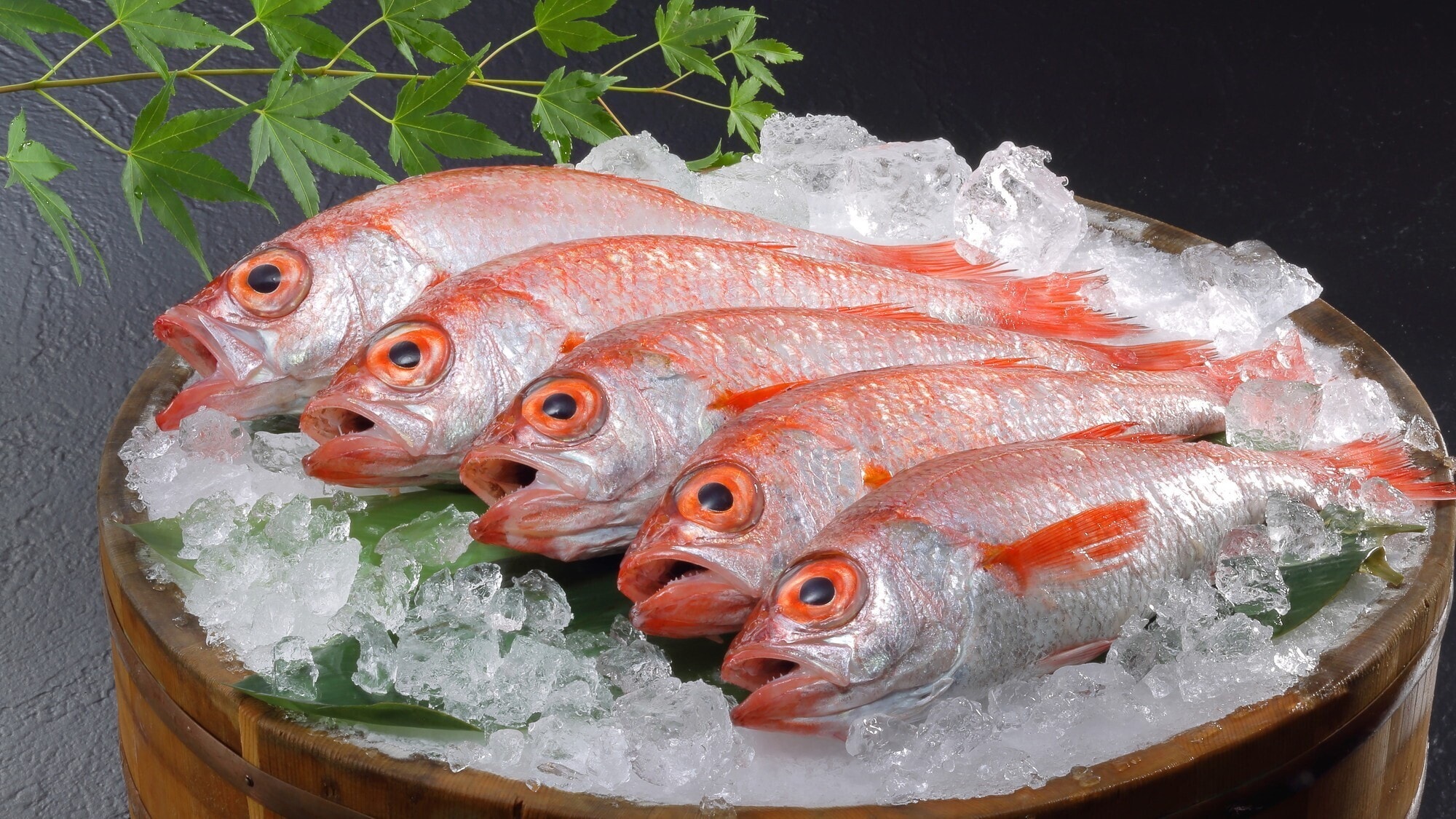 海上的红色宝石!Nodoguro