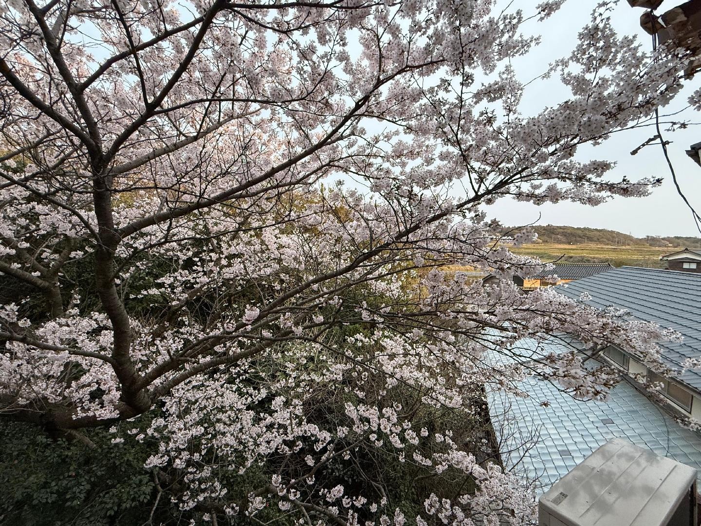 大社庵２.jpg