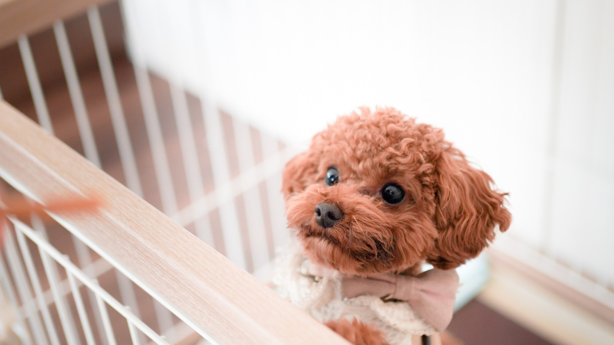 Tetaplah bersama hewan peliharaan Anda