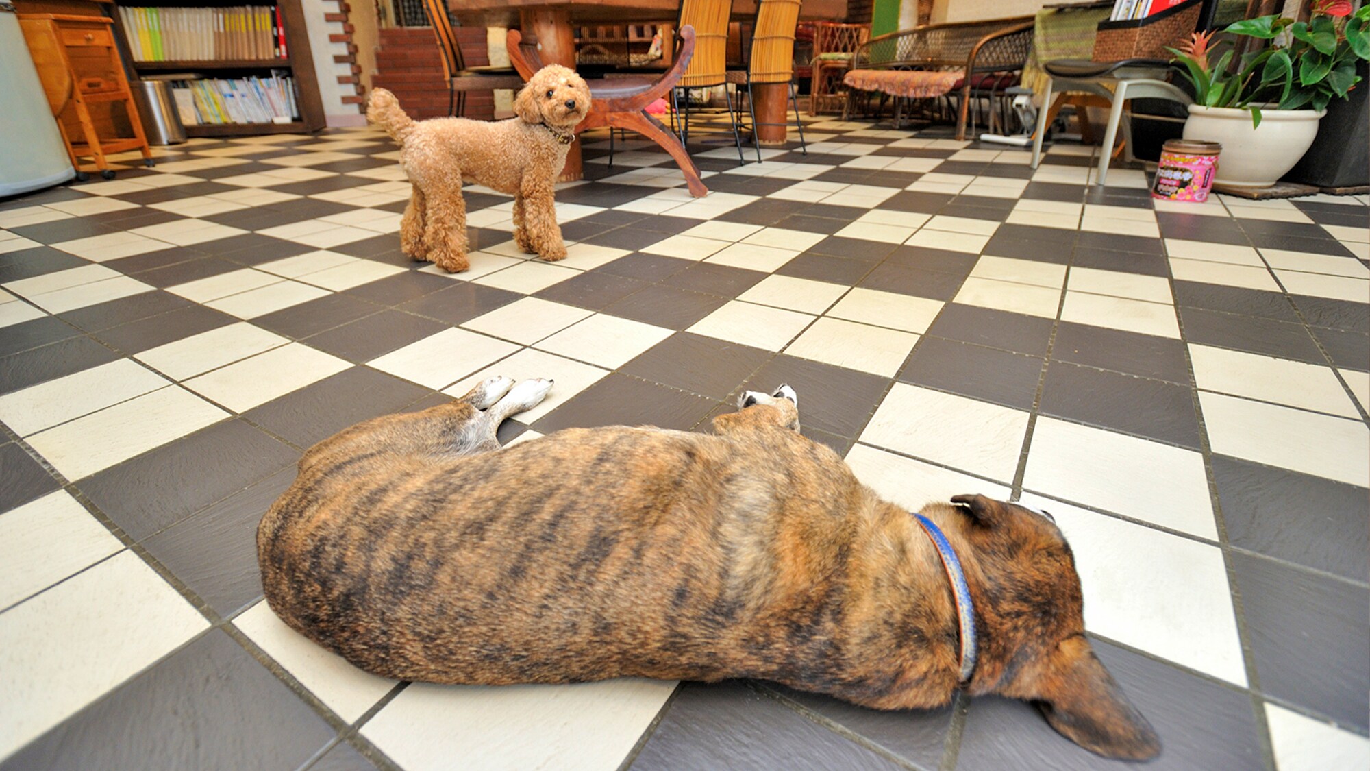 [Pet-friendly accommodation...Seagull]