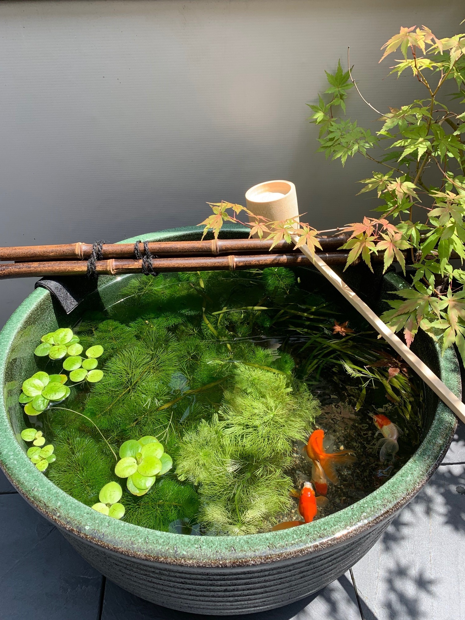 301室魚缸①