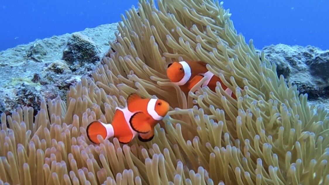 diving