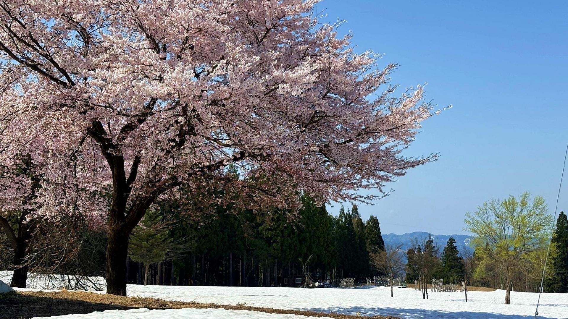 Remaining snow and cherry blossoms