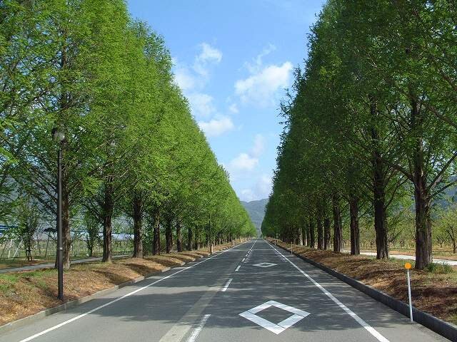 Dòng cây Metasequoia: Màu xanh tươi mát