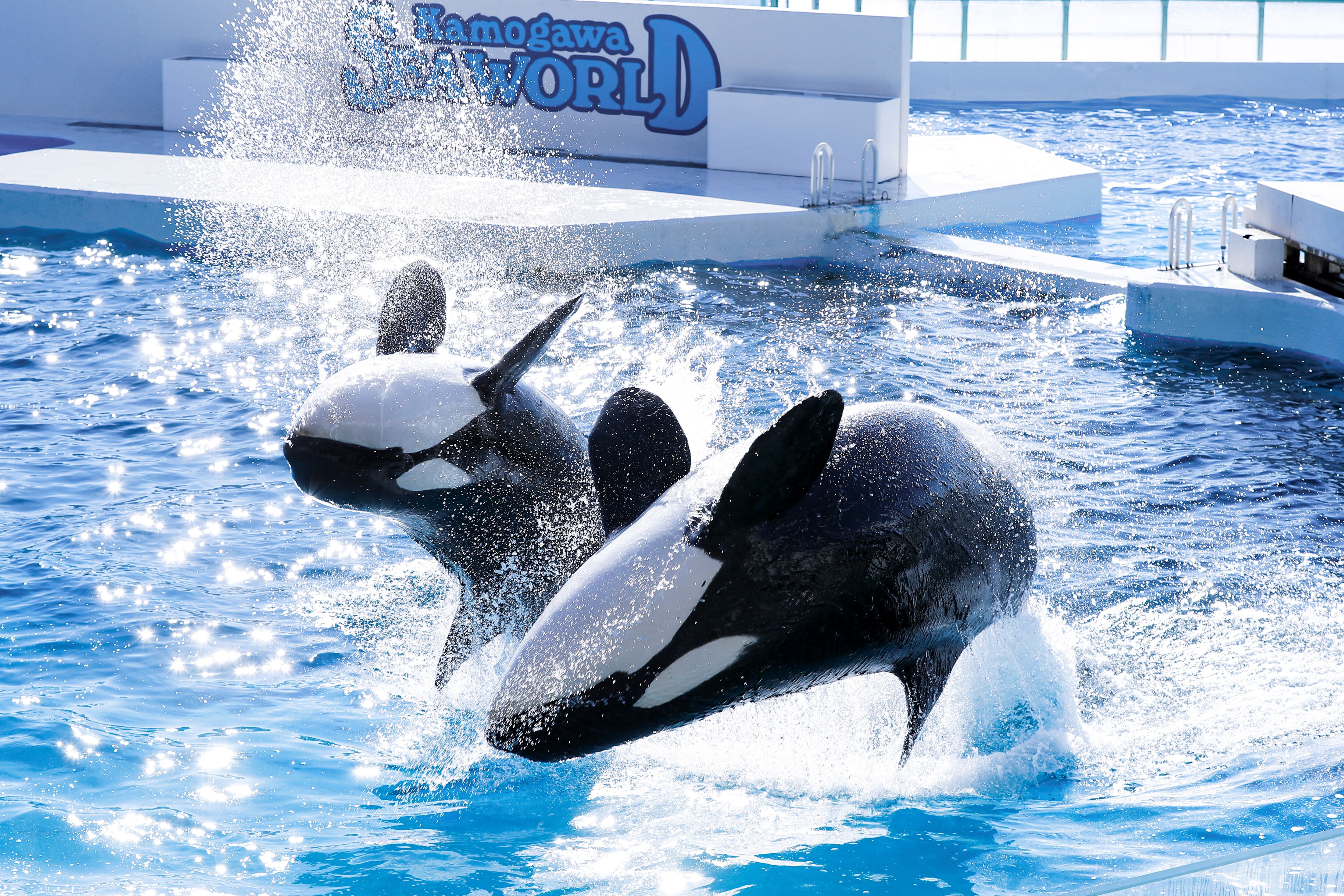 Kamogawa Sea World 2