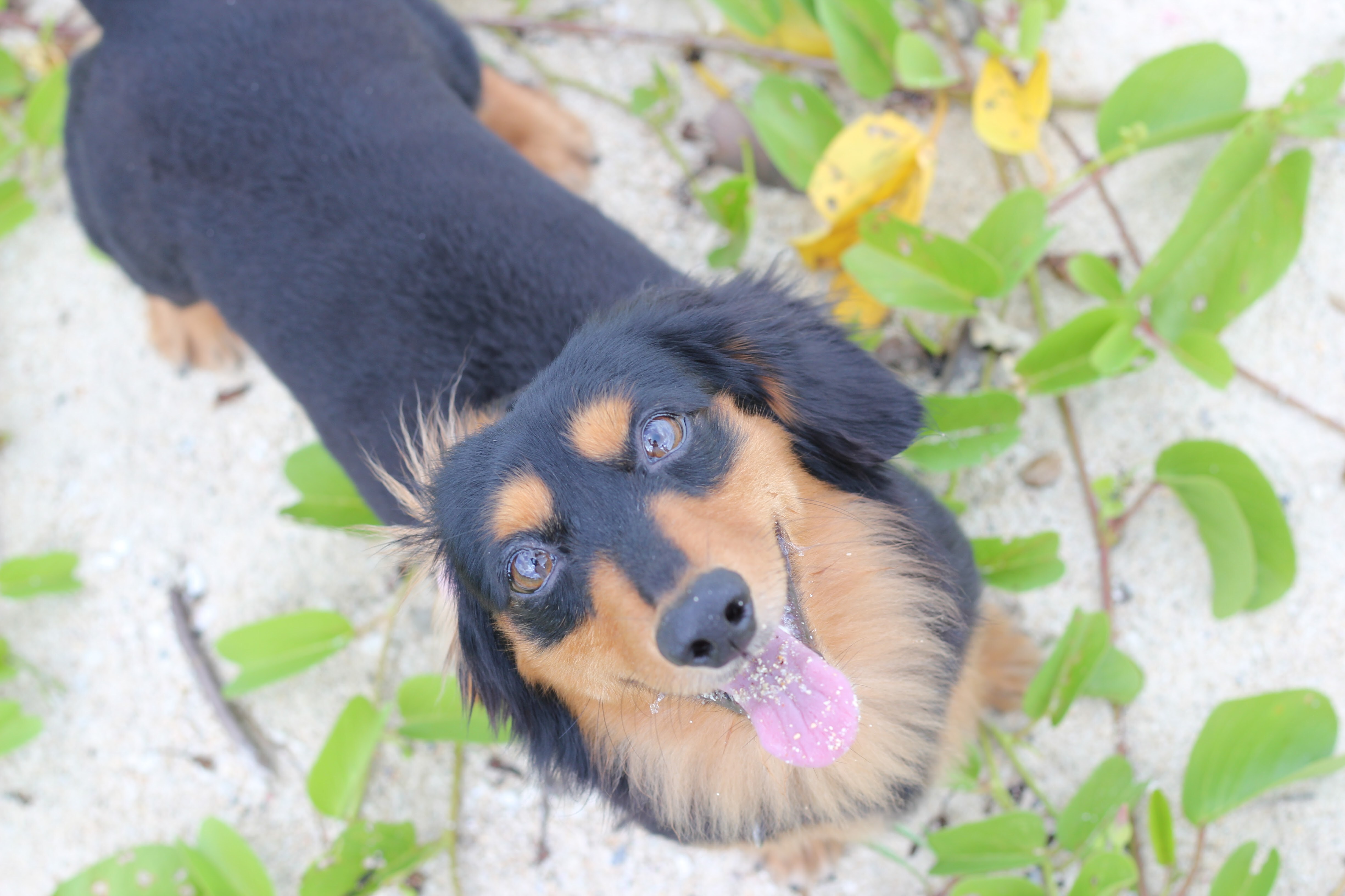 You can take a walk to the beach with your dog.