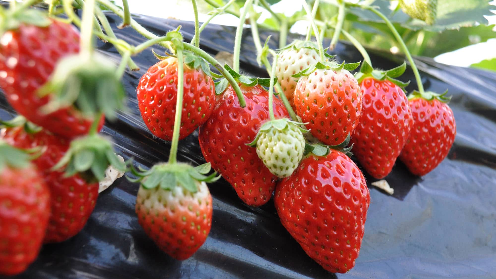 ▼30 minutes of all-you-can-eat! Plan with strawberry picking ticket included