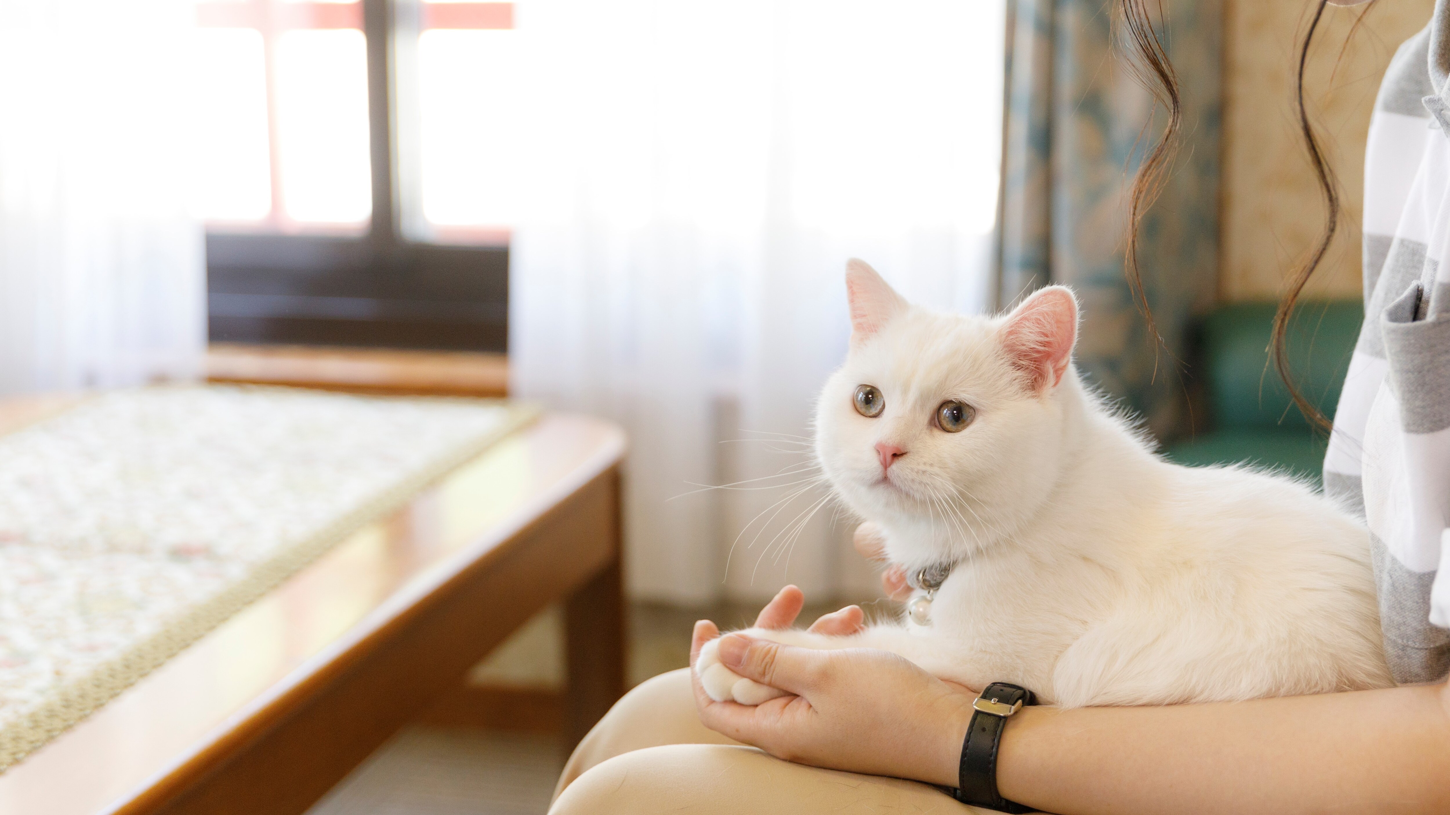 Room cat