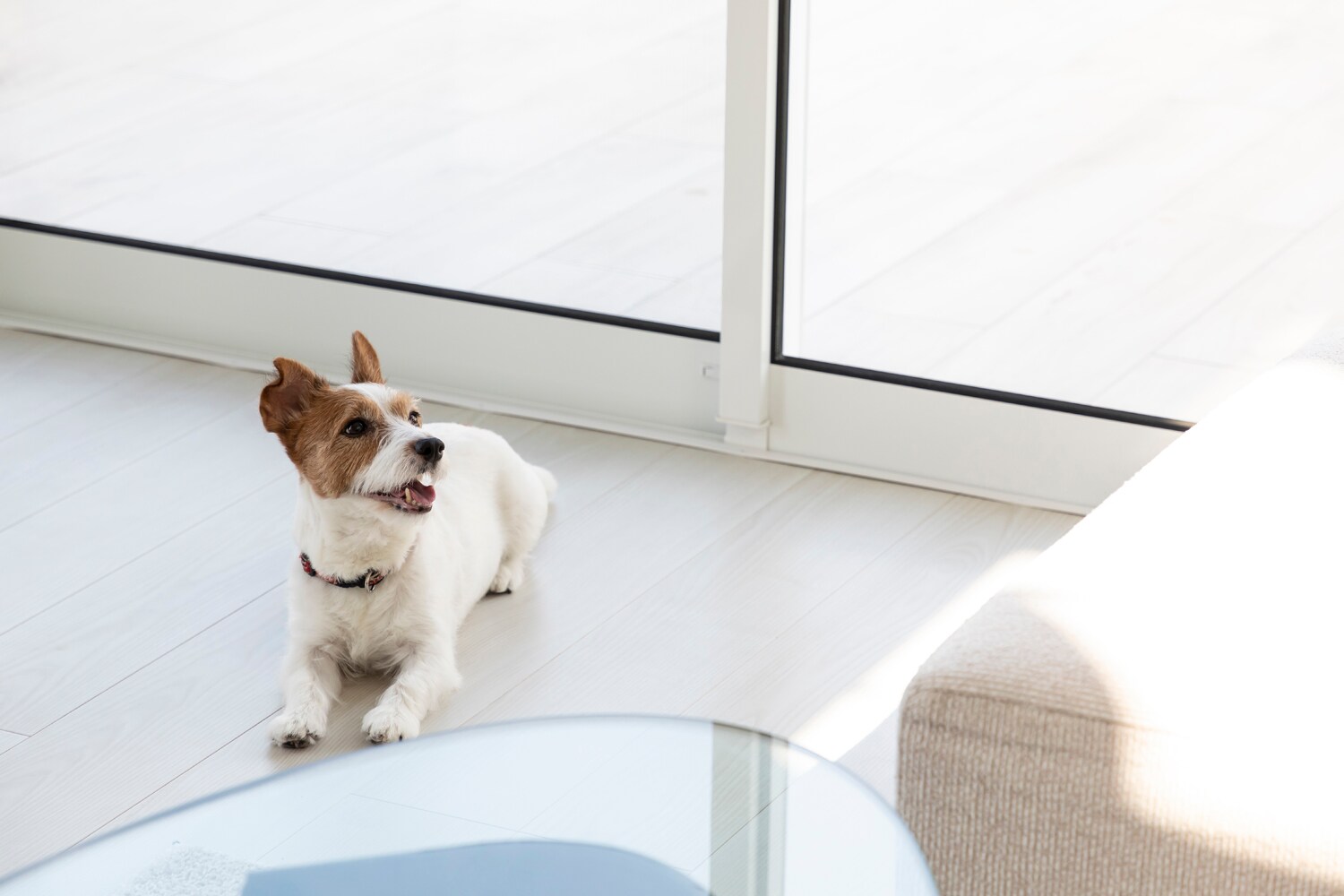 Enjoy your vacation with your dog!