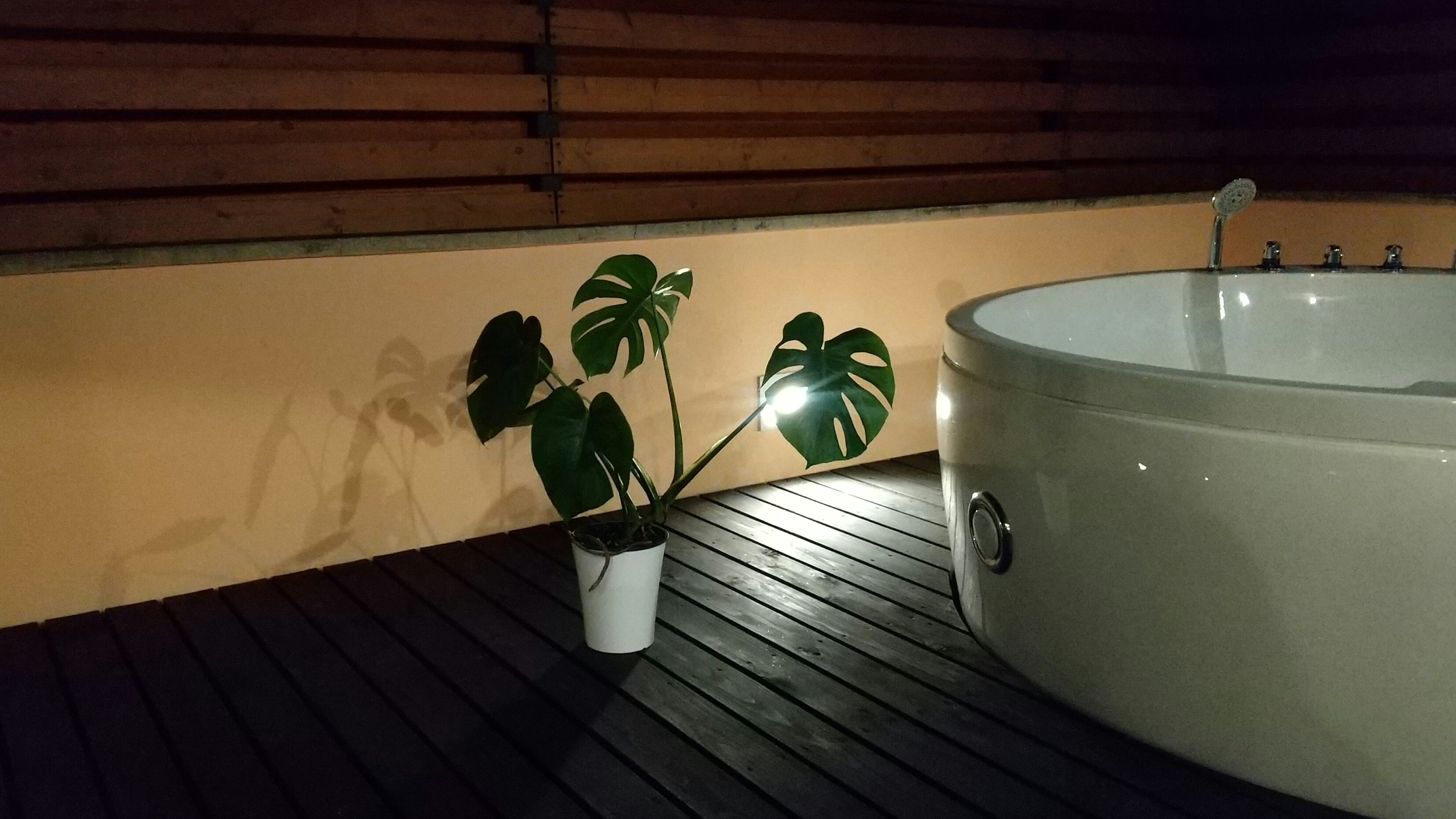 夜間按摩浴缸龜背竹