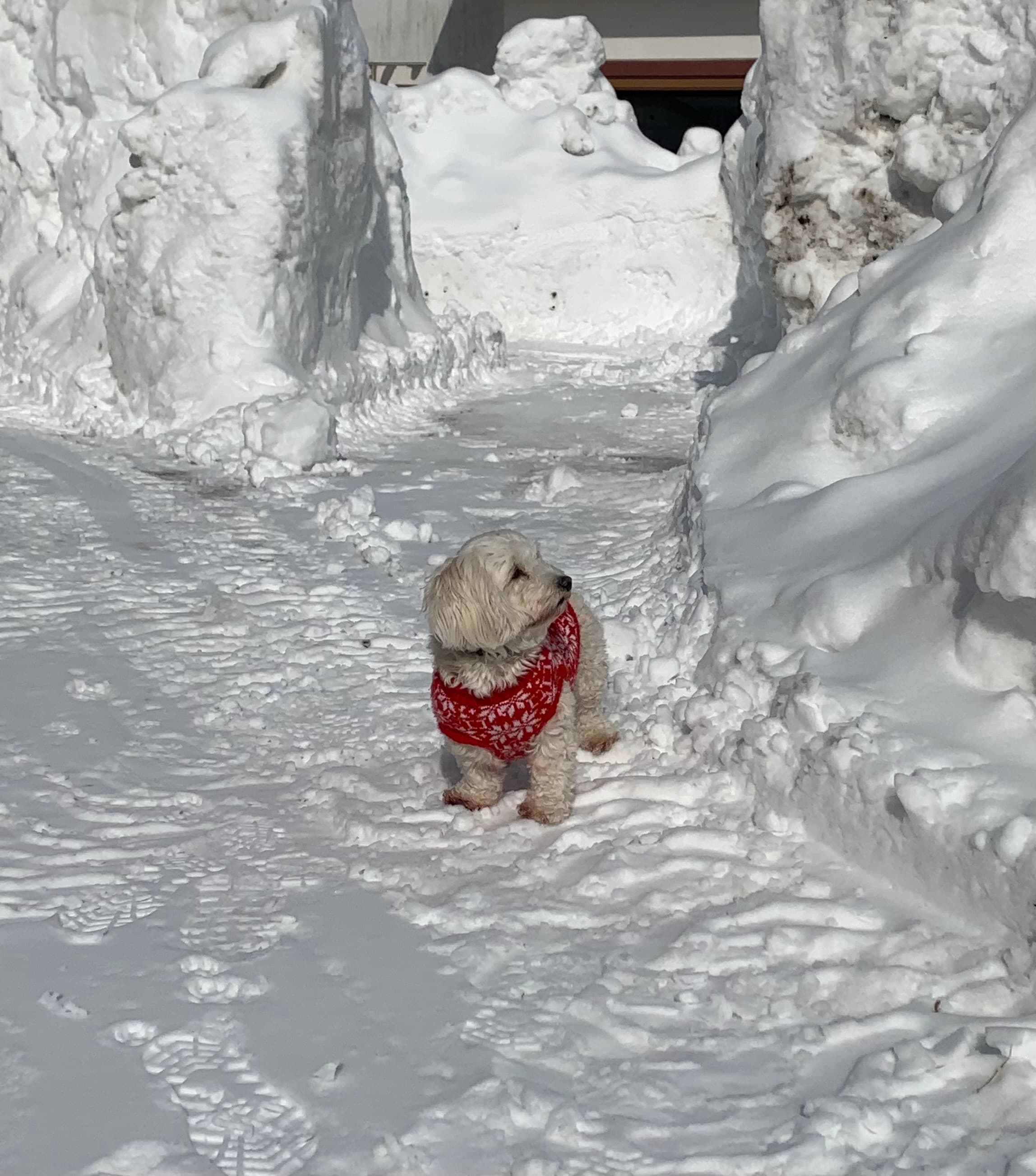 Dog playing in the snow