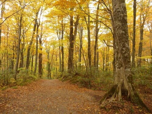 Natural beech forest yellow leaves