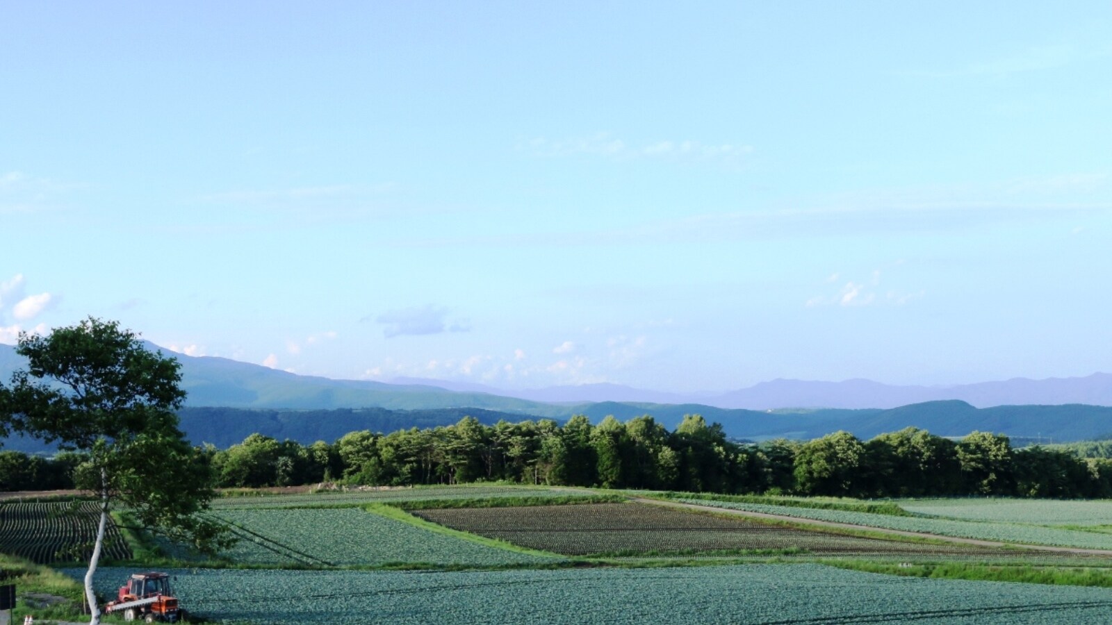 Tsumagoi Highlands Cabbage Field