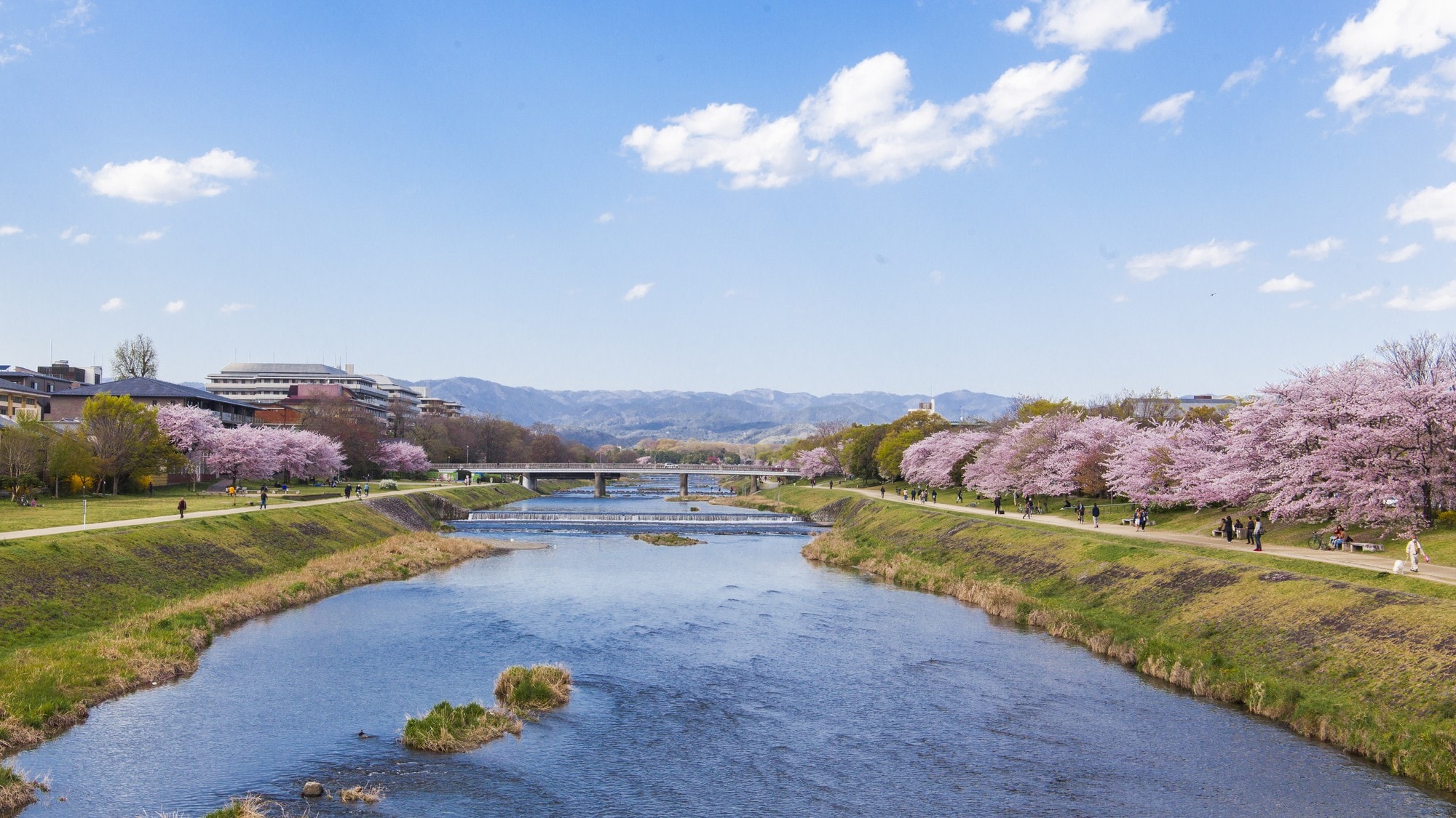 Hình ảnh hoa anh đào Kyoto Kamogawa