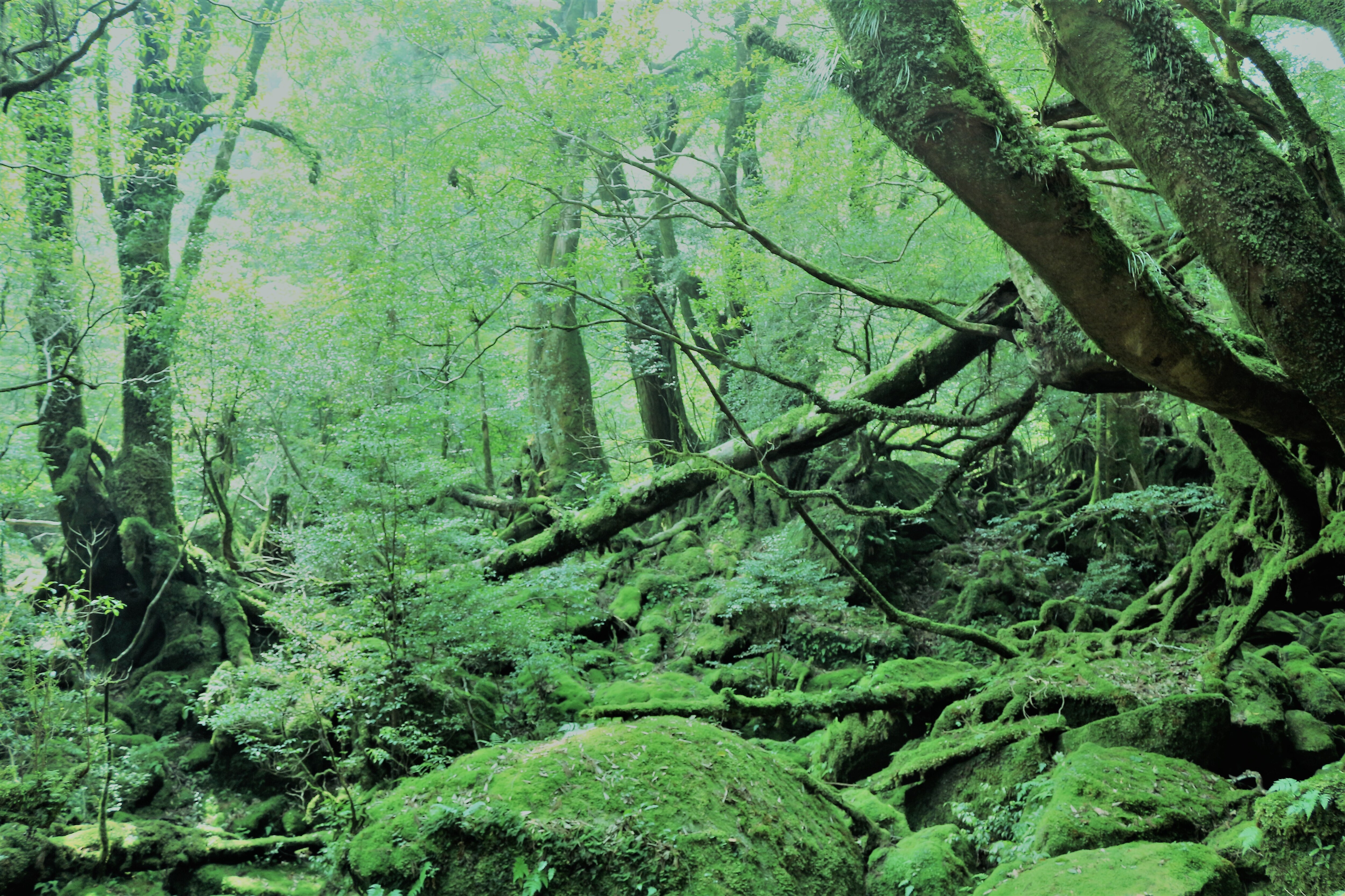Shiratani Unsuikyo Gorge