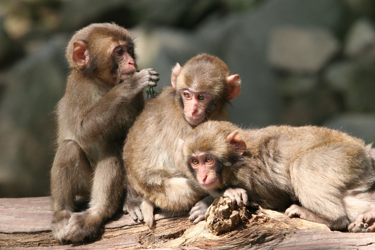 Takasakiyama Zoological and Natural Park