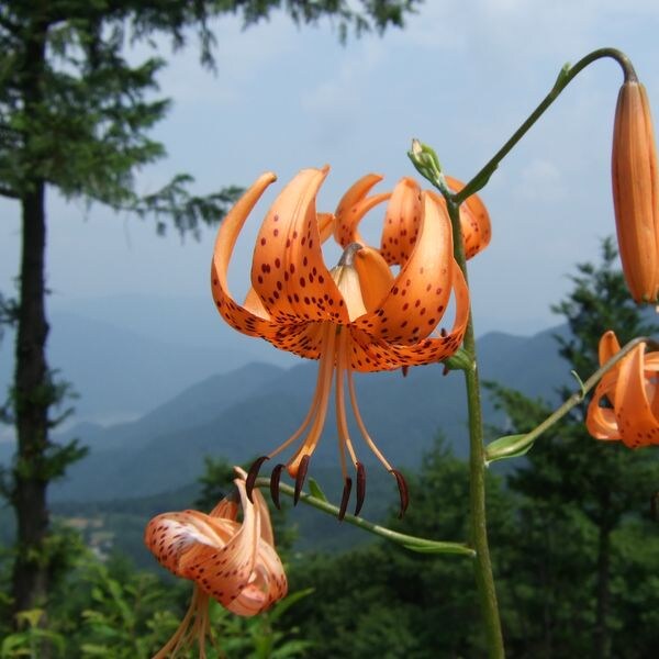 Tiger Lily