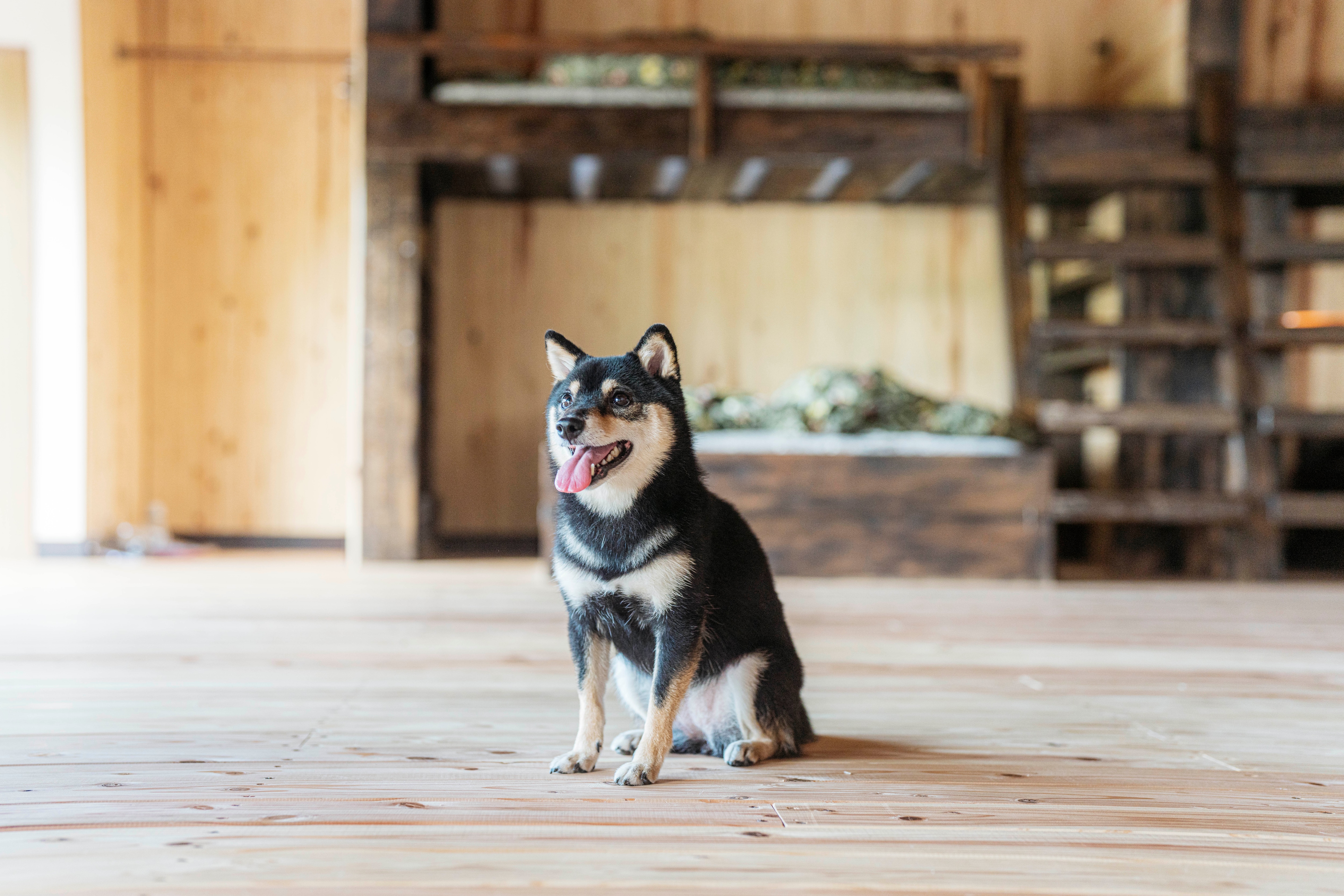柴犬_黑色