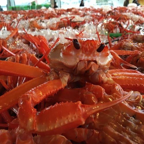 Red snow crab