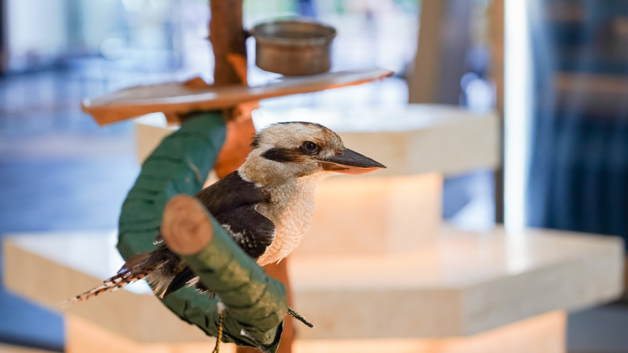 Kookaburra