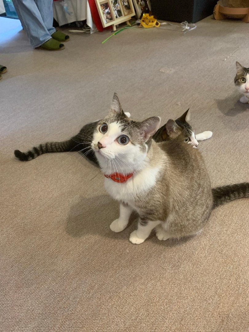 B9CE1937-20E6-4AA5-8A09-F0F39B3056F3.jpeg