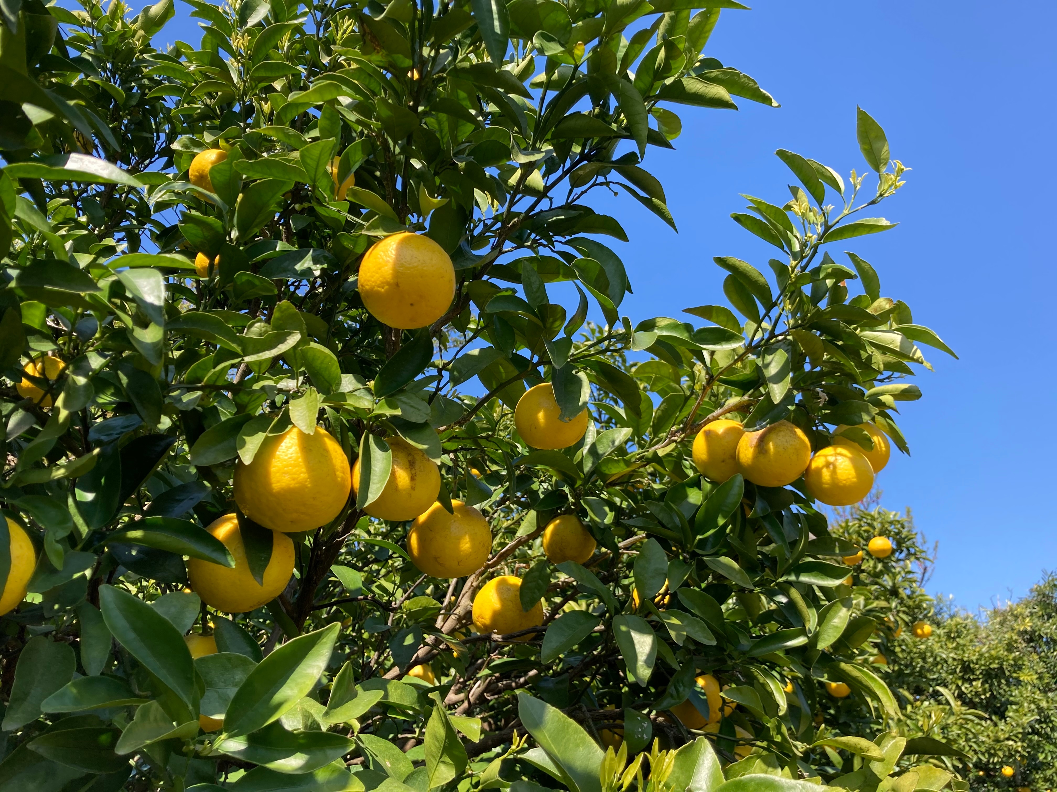 New Summer Orange